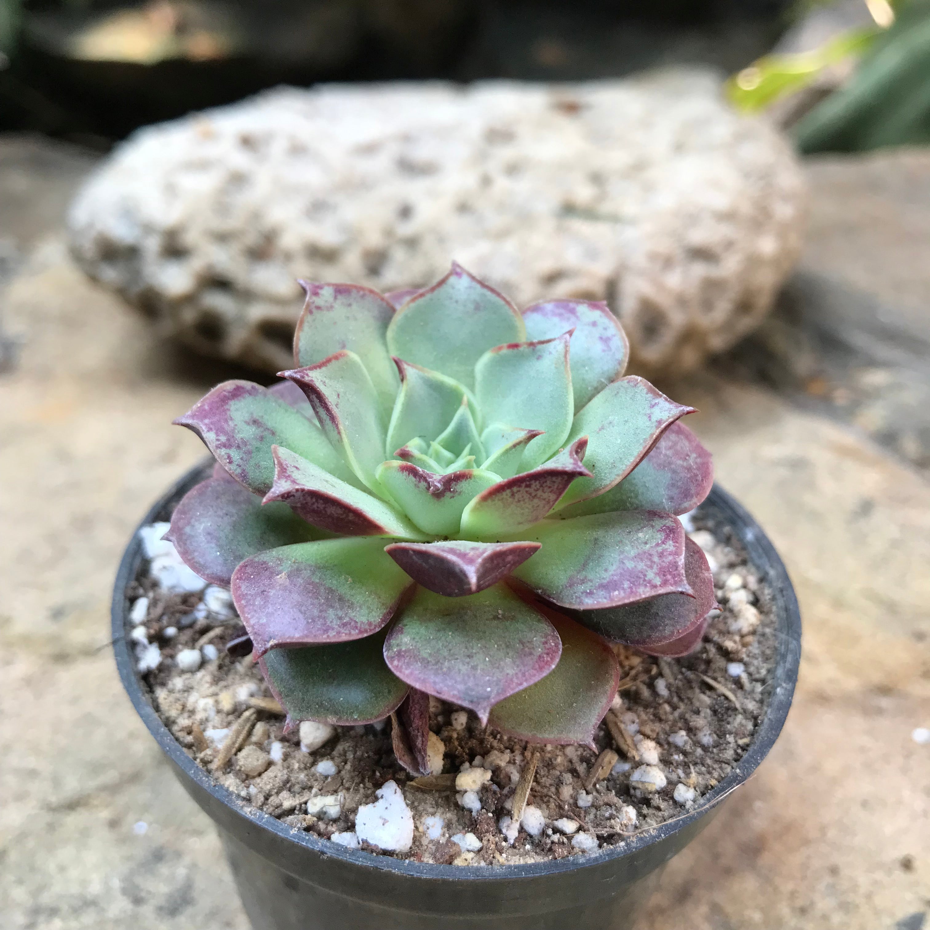 succulent plant in korean Echeveria Korean Hybrid – Premium Decorative Succulent