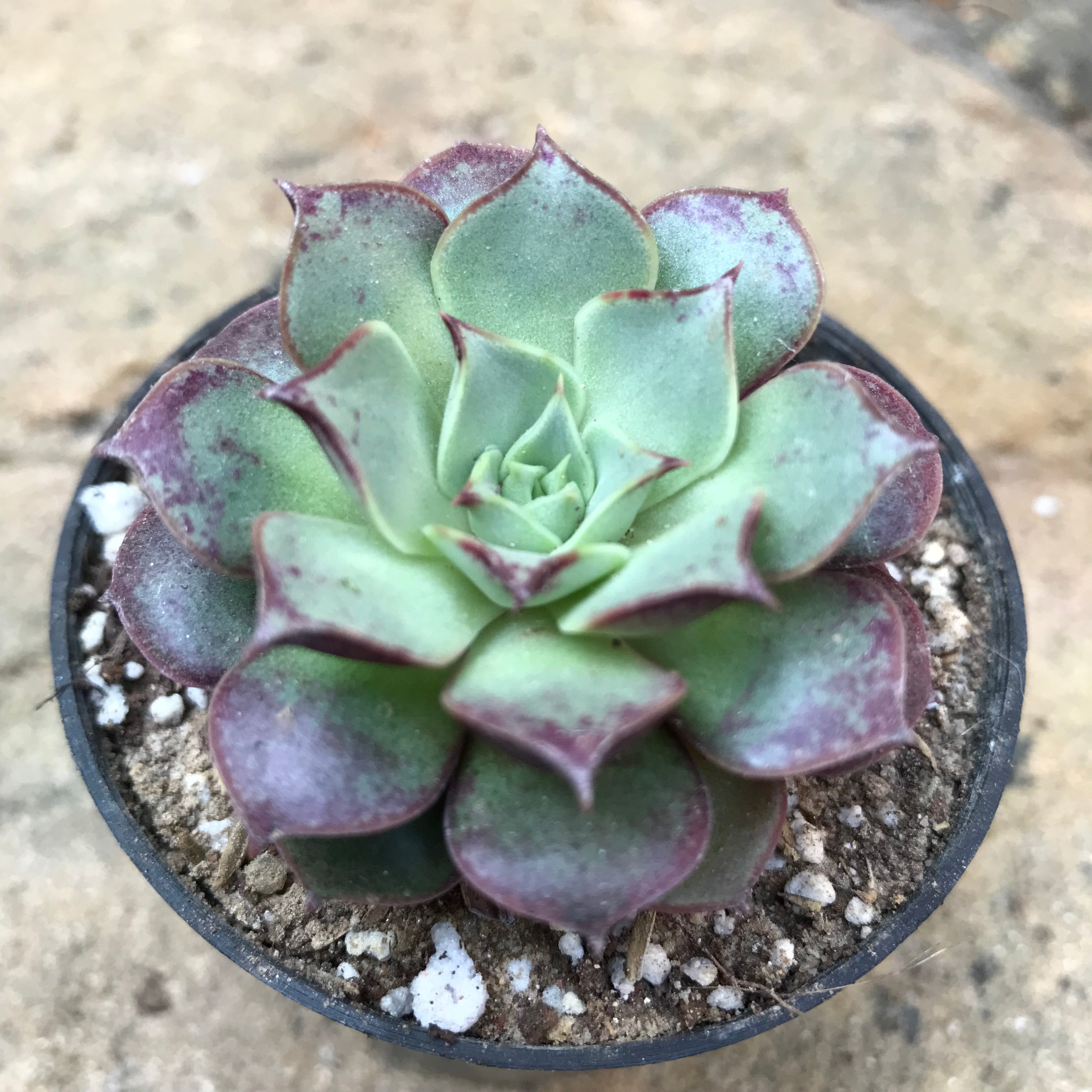 Echeveria Korean Hybrid Succulent Plant - myBageecha