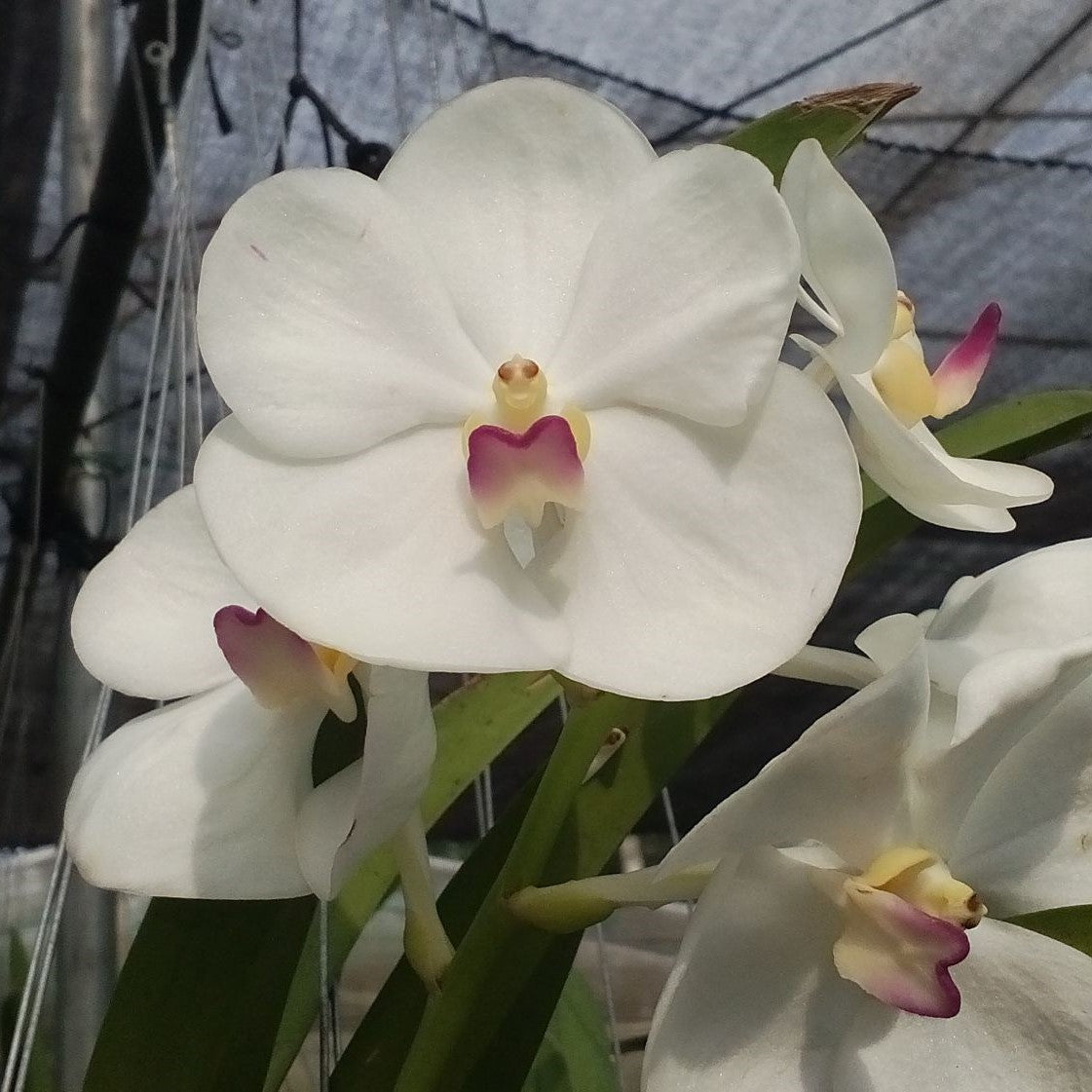 New Maungthong - myBageecha