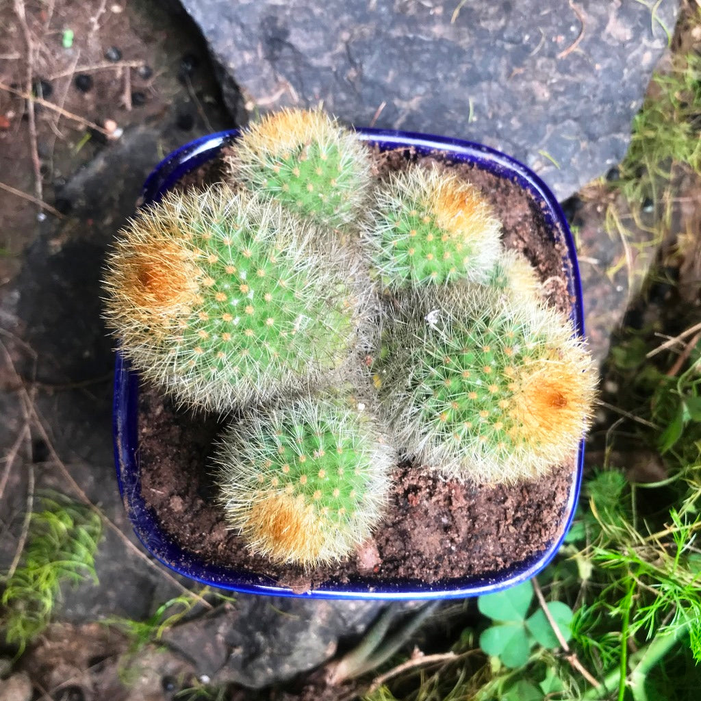 Parodia Leninghausii Clump Cactus Plant - myBageecha