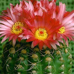 Notocactus Uebelmannianus Parodia Werneri Cactus Plant - myBageecha