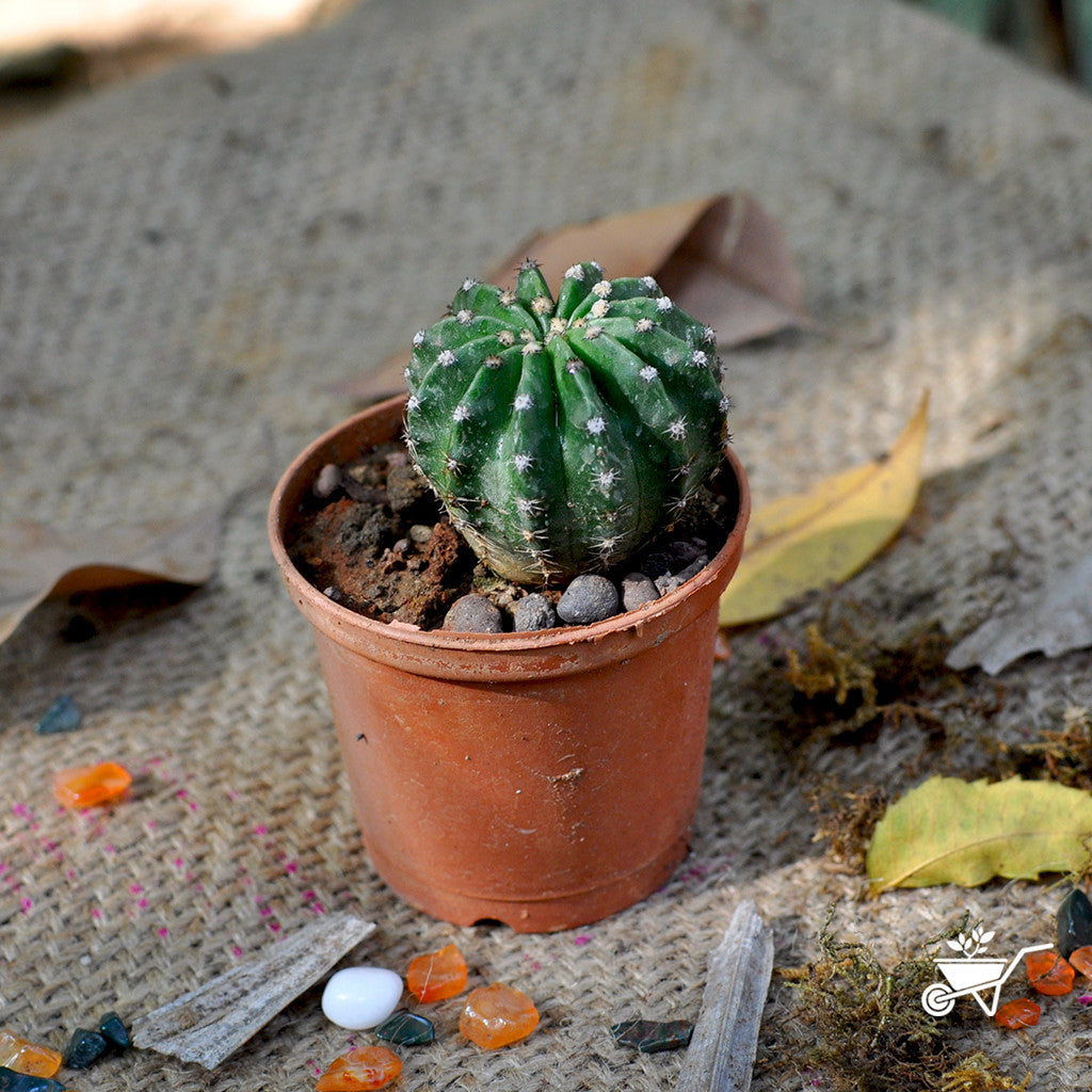 Notocactus Uebelmannianus Plants myBageecha - myBageecha