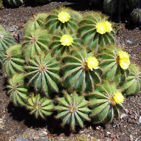 noto kaktus Notocactus Magnificus