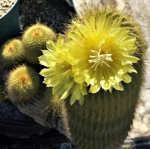 Parodia Leninghausii Clump Cactus Plant - myBageecha
