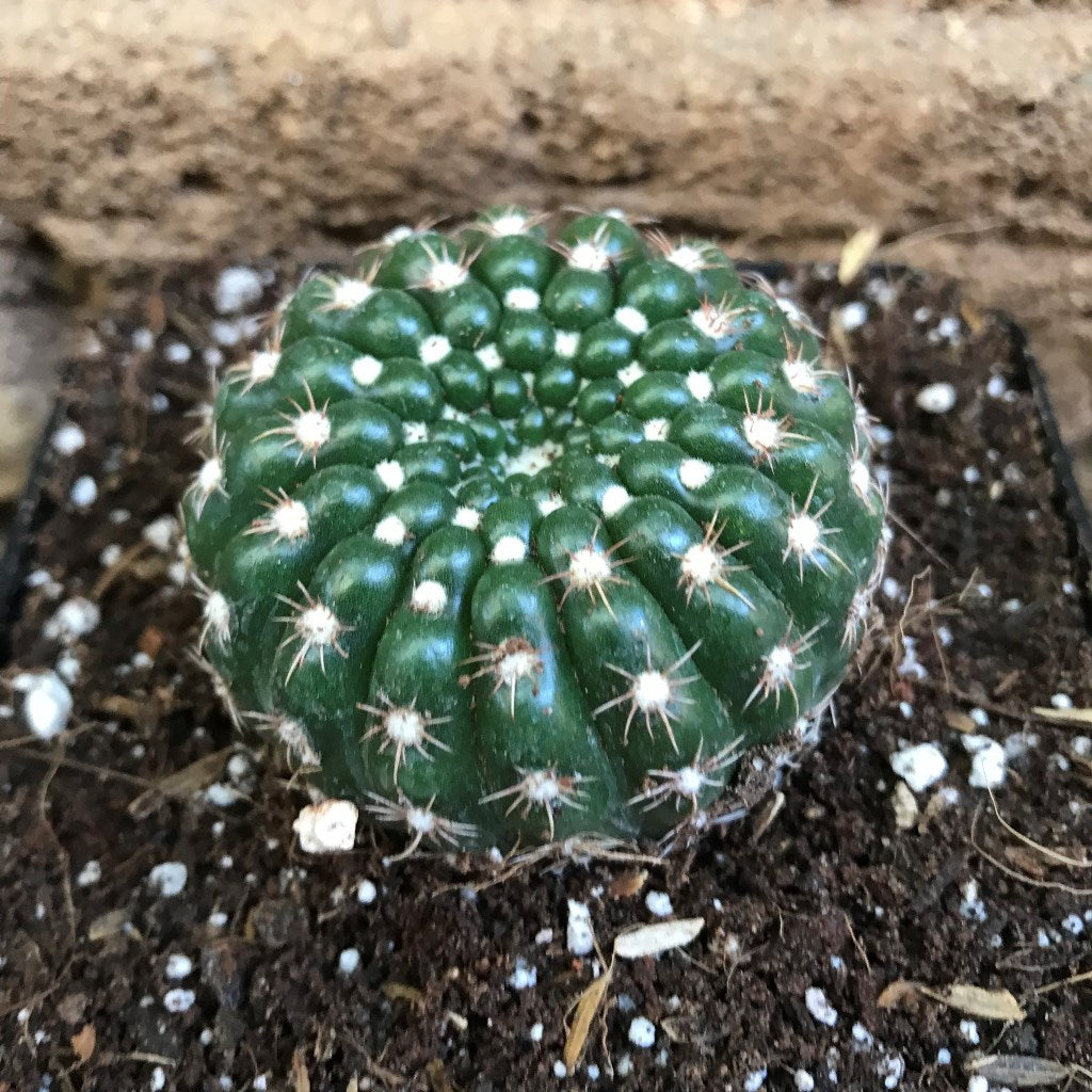 Notocactus Uebelmannianus Parodia Werneri Cactus Plant - myBageecha