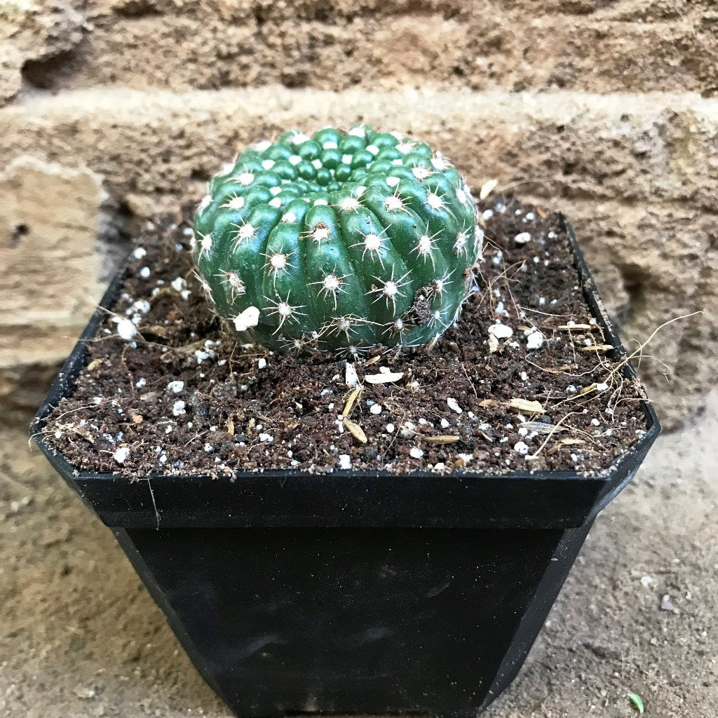 Notocactus Uebelmannianus Parodia Werneri Cactus Plant - myBageecha