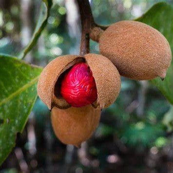 Nutmeg Jiphal Javitri Plant - myBageecha