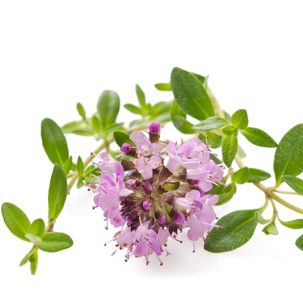 Oregano perennial herb crop – myBageecha