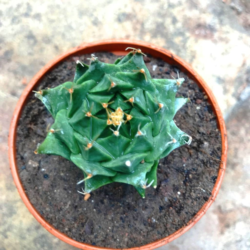 Obregonia Denegrii Cactus Plant - myBageecha