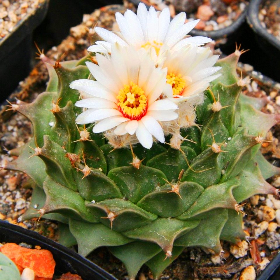 Obregonia Denegrii Cactus Plant - myBageecha