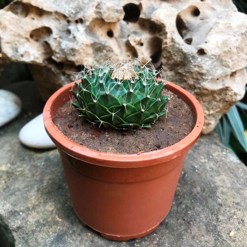Obregonia Denegrii Cactus Plant - myBageecha