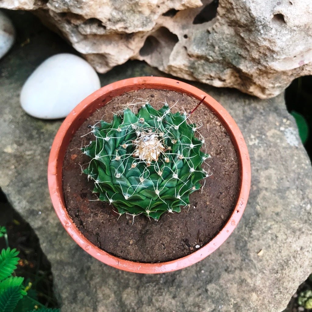 Obregonia Denegrii Cactus Plant - myBageecha
