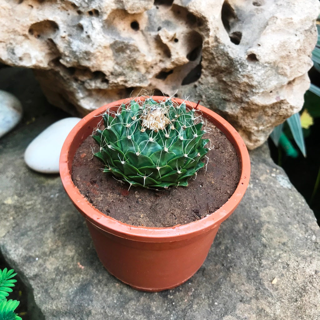 Obregonia Denegrii Cactus Plant - myBageecha
