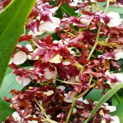 Sherry baby - myBageecha