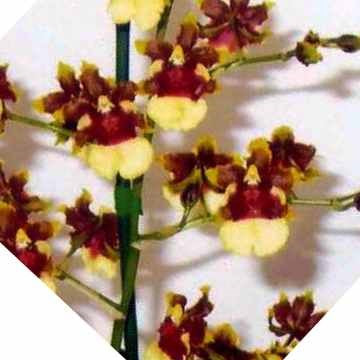 Onc. Space Race - myBageecha