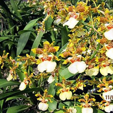 Yuanan Gold Plants myBageecha - myBageecha