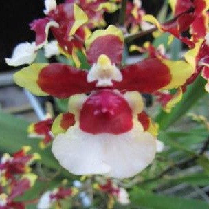 Onc. Ceasor - myBageecha