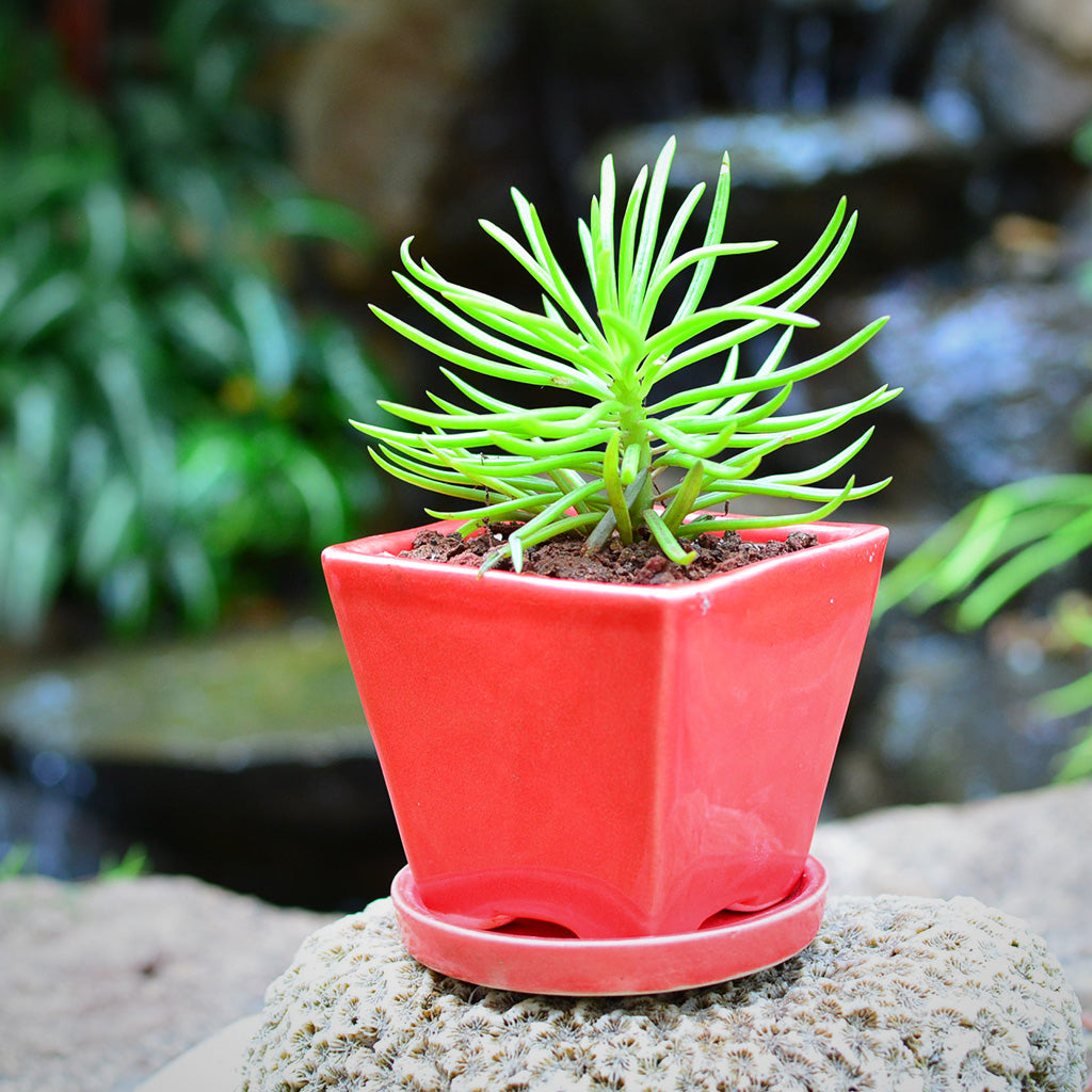 On the Move Ceramic Pot With Tray - myBageecha