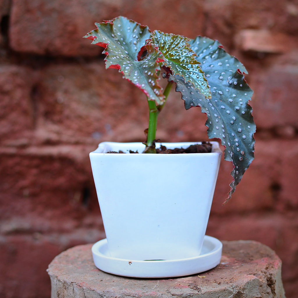 On the Move Ceramic Pot With Tray – myBageecha