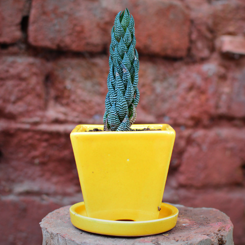 On the Move Ceramic Pot With Tray – myBageecha