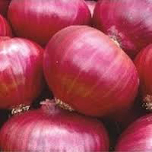 Onion Pyaaj biennial OP crop – myBageecha