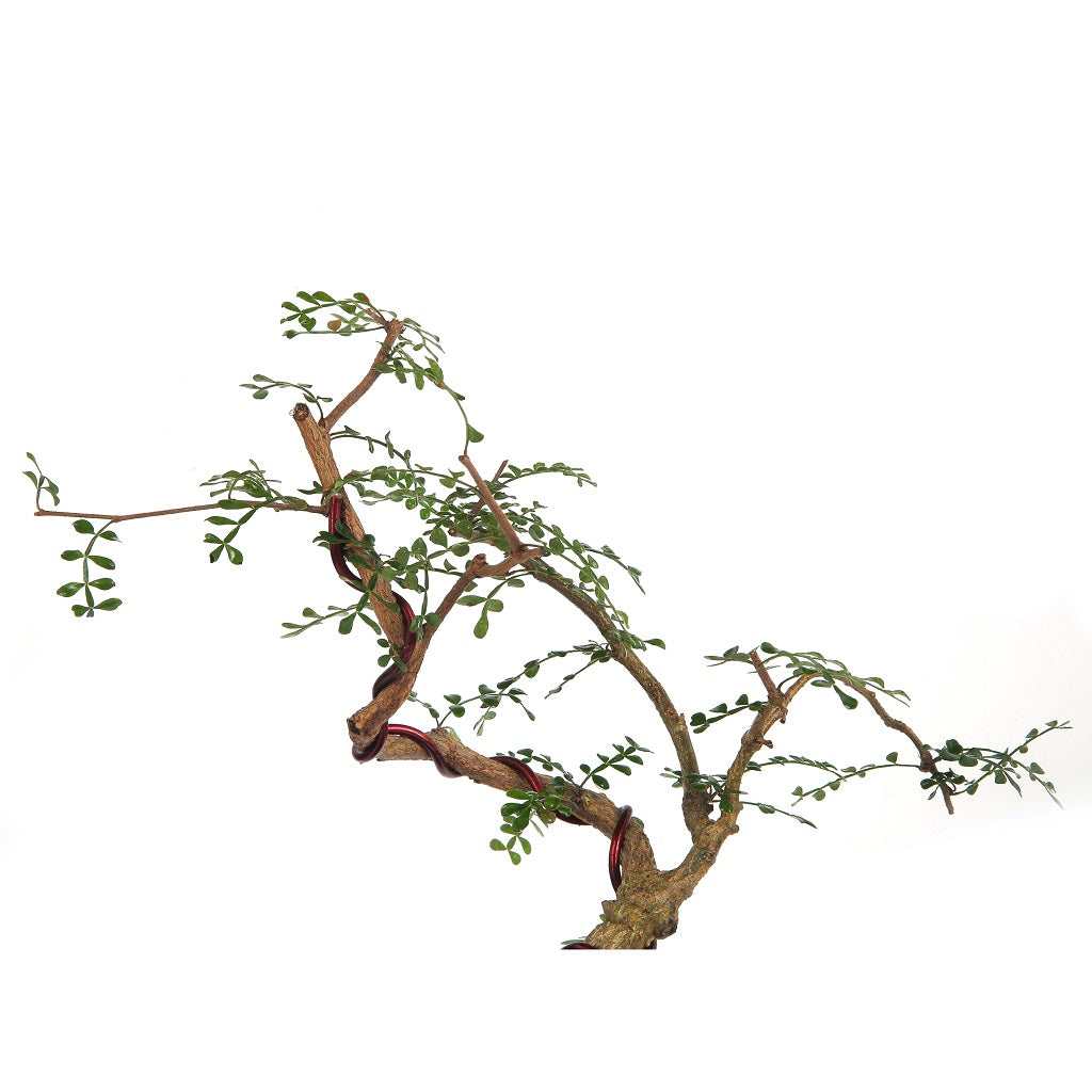 Bonsai Operculicarya Decaryi Plant - myBageecha