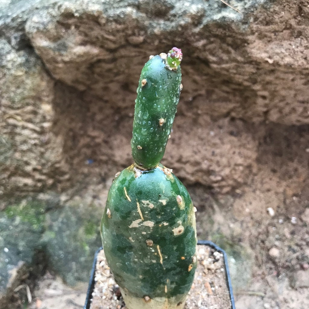 Opuntia Canterae Cactus Plant - myBageecha