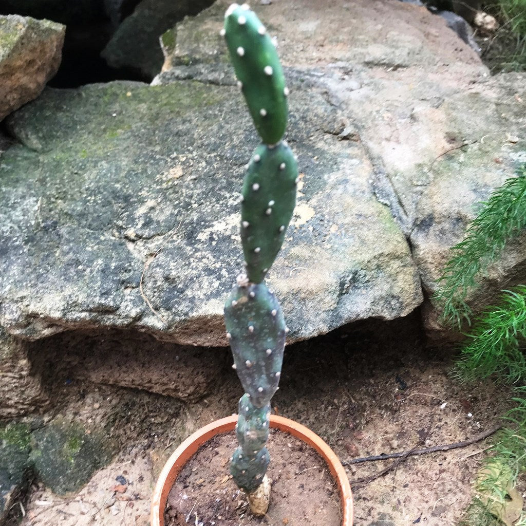 Opuntia Canterae Cactus Plant - myBageecha