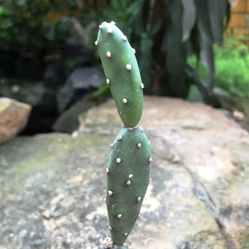Opuntia Canterae Cactus Plant - myBageecha