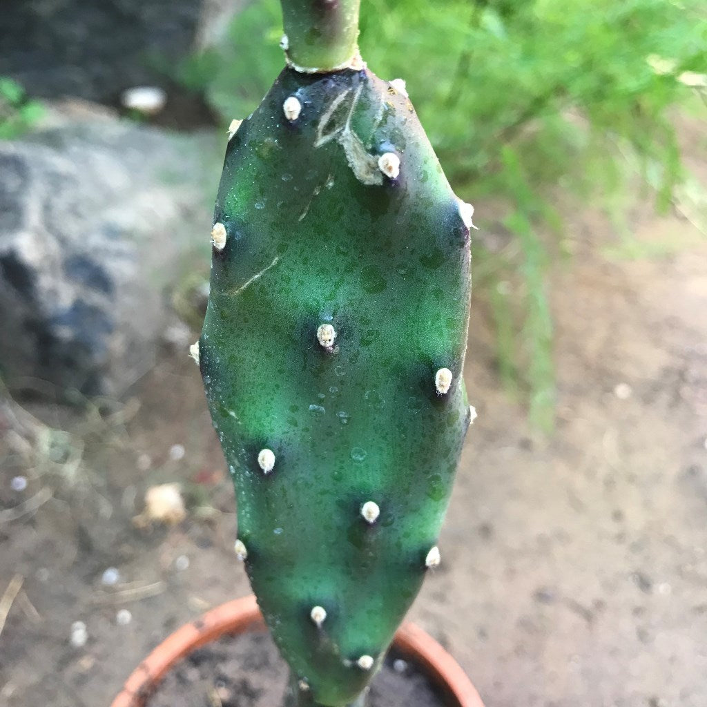 Opuntia Canterae Cactus Plant - myBageecha