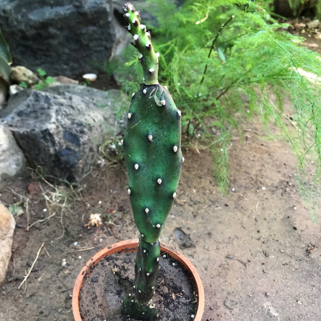 Opuntia Canterae Cactus Plant - myBageecha