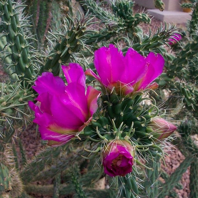 austrocylindropuntia cylindrica Austrocylindropuntia cylindrica Cane Cactus Plant