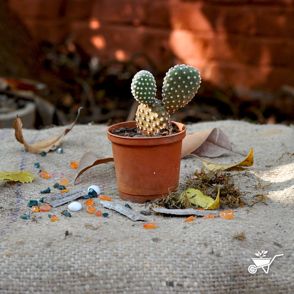 Opuntia Microdasys Plants myBageecha - myBageecha