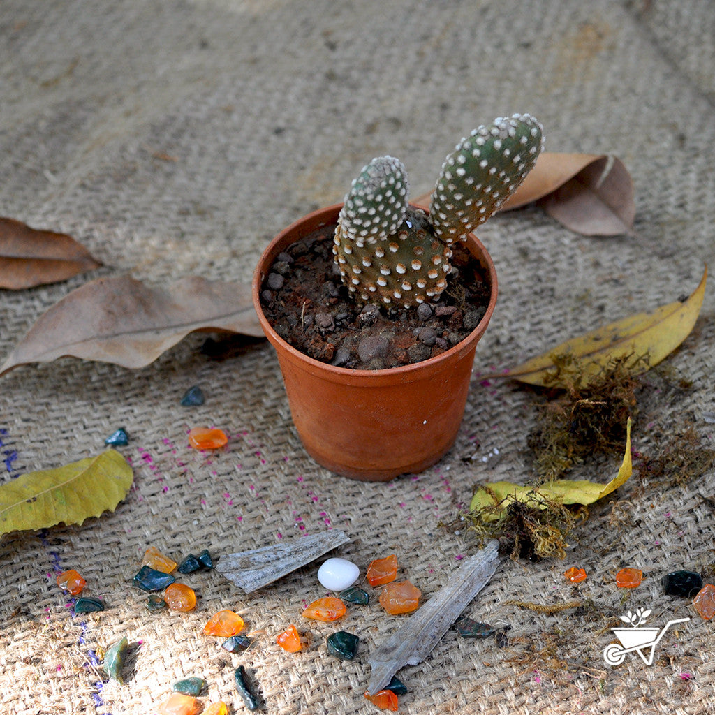 Opuntia Microdasys Plants myBageecha - myBageecha
