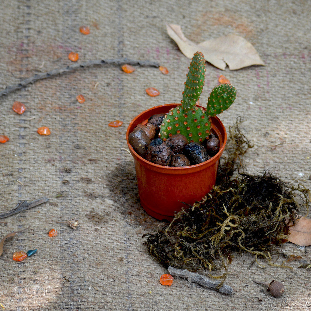 Opuntia Microdasys Rufida Flor Plants myBageecha - myBageecha