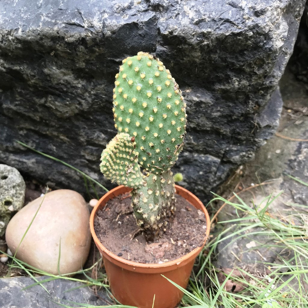 Opuntia Microdasys var Pallida Polka Dot Cactus Plant - myBageecha