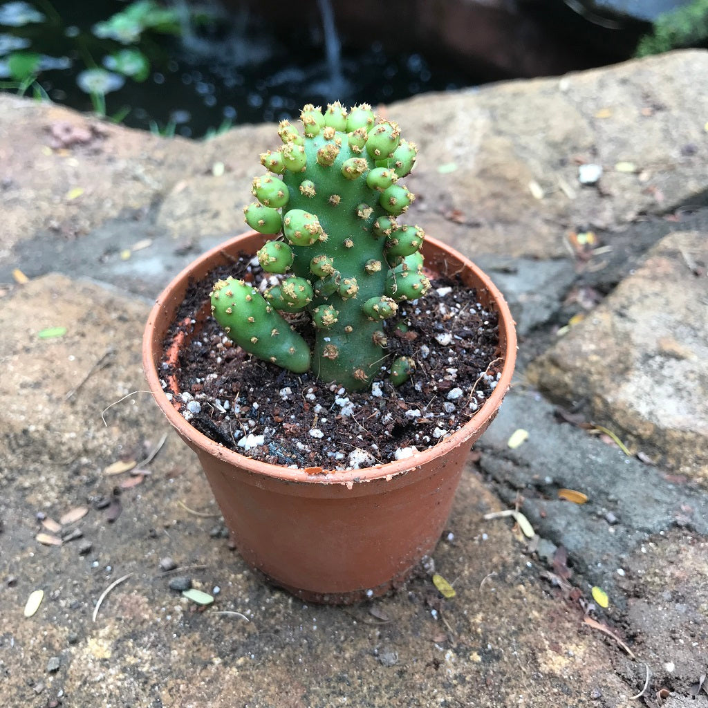 Opuntia Tuna Monstruosa Cactus Plant - myBageecha