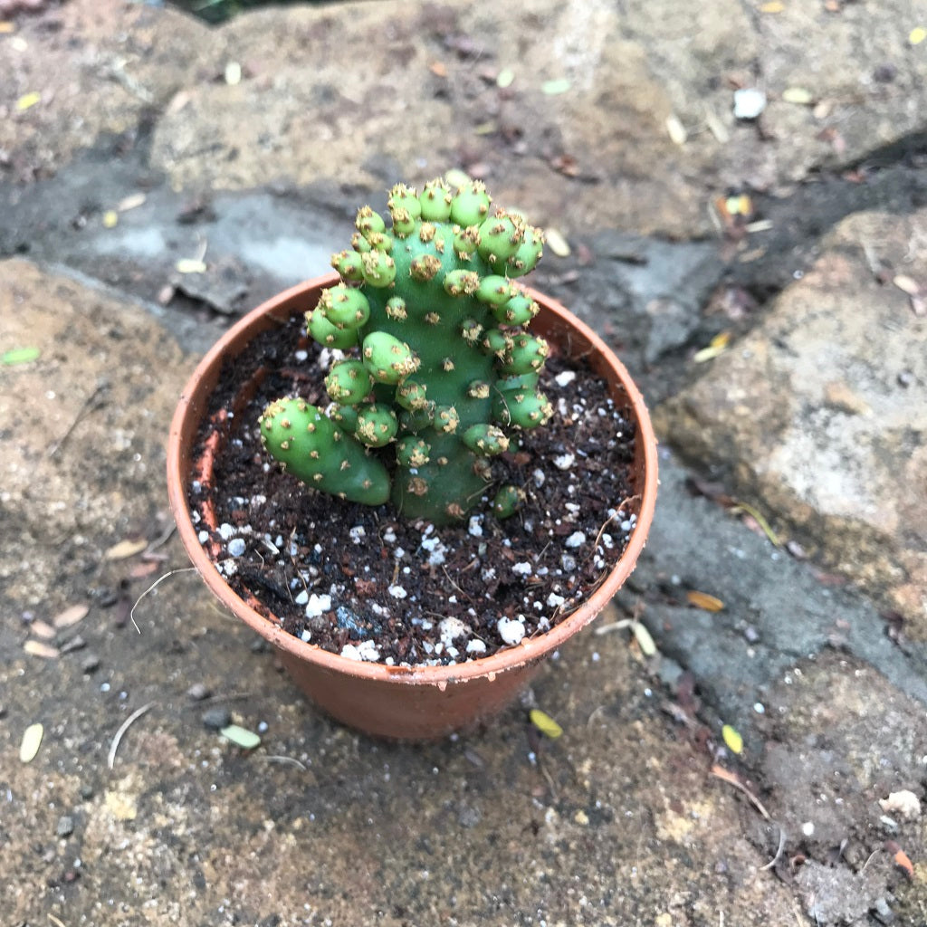 Opuntia Tuna Monstruosa Cactus Plant - myBageecha