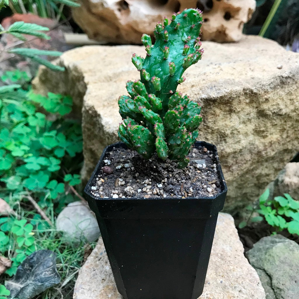 Opuntia Monacantha f. Monstruosa Variegata Cactus Plant - myBageecha