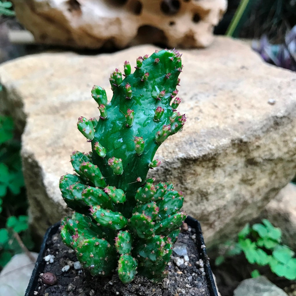 Opuntia Monacantha f. Monstruosa Variegata Cactus Plant - myBageecha