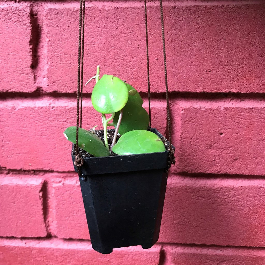 Aeschynanthus Lobbianus trailing vine in hanging pot