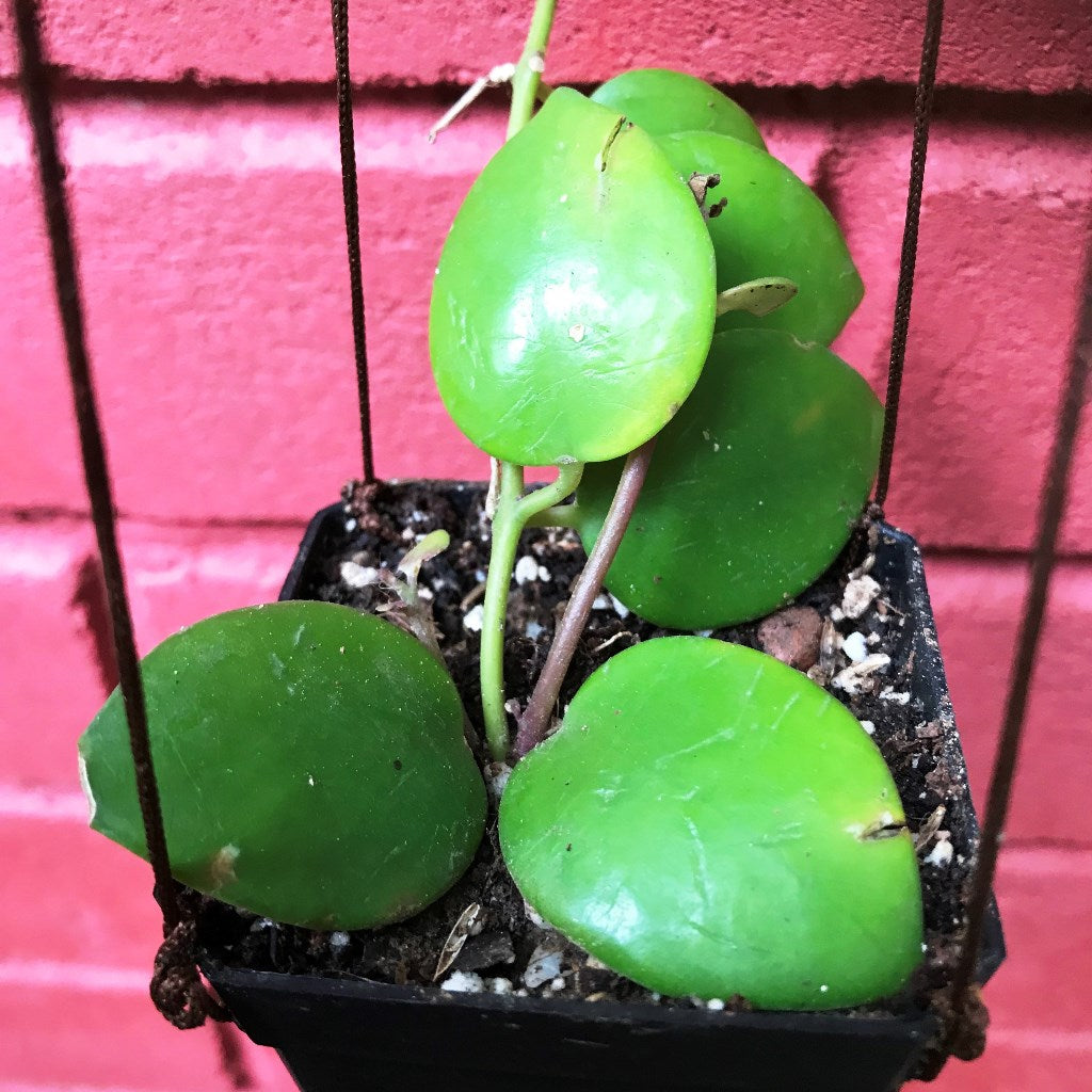 Aeschynanthus Lobbianus Plant with leathery green leaves.