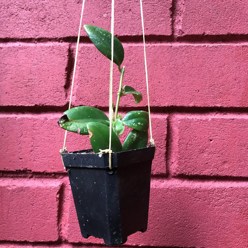 Aeschynanthus Xsplendidus Plant - myBageecha