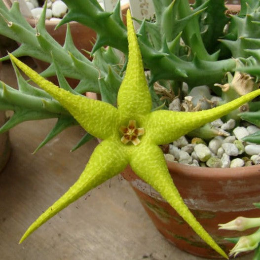Orbea Caudata Succulent Plant - myBageecha