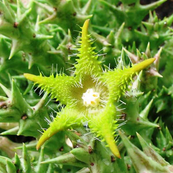 Orbea Dummeri Succulent Plant - myBageecha