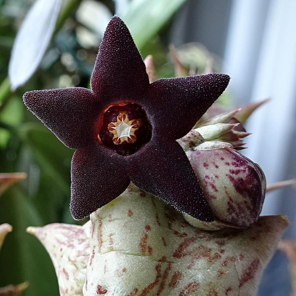 orbea succulent Orbea Decaisneana – Flowering Succulent Plant
