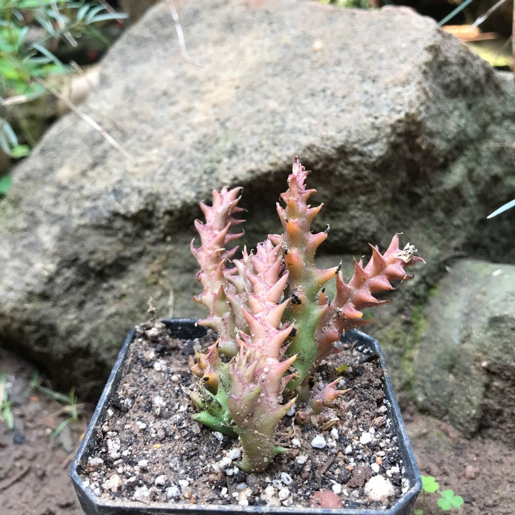 Orbea Semota Succulent Plant - myBageecha