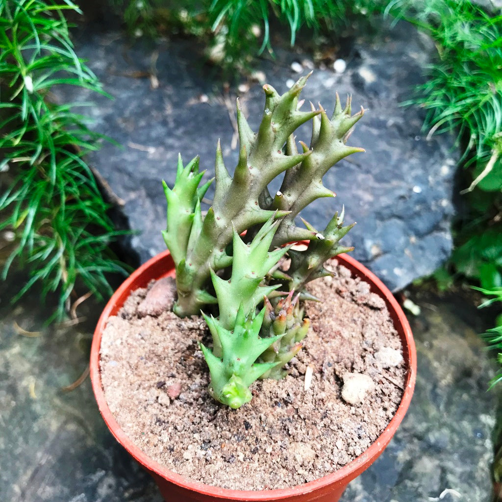 Orbea Verrucosa Succulent Plant - myBageecha