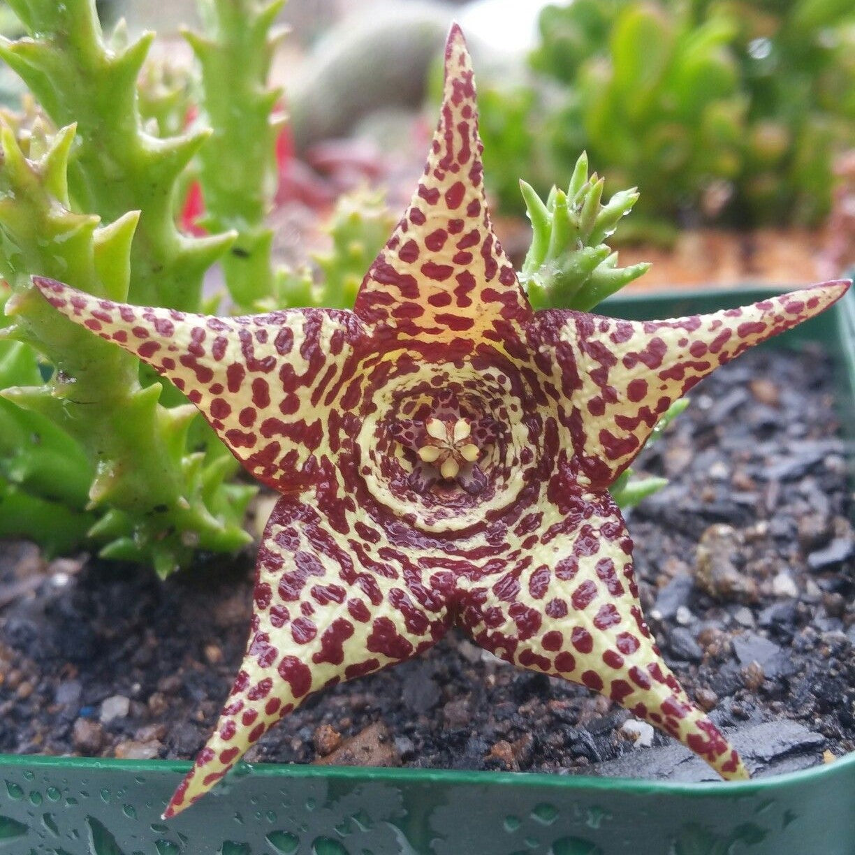 Orbea Verrucosa Succulent Plant - myBageecha