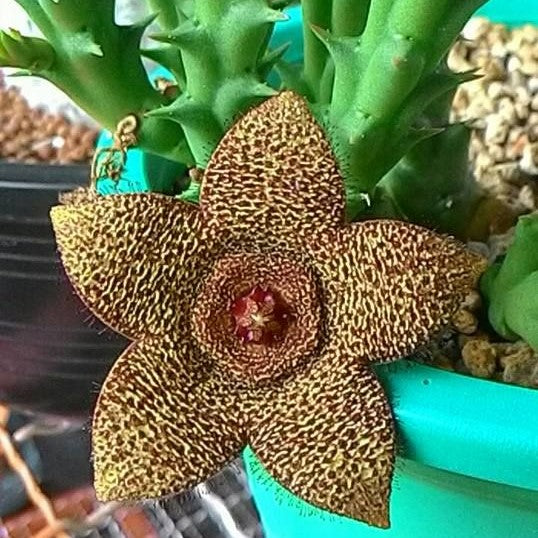 Orbea variegata x Orbea Cooperi Succulent Plant - myBageecha